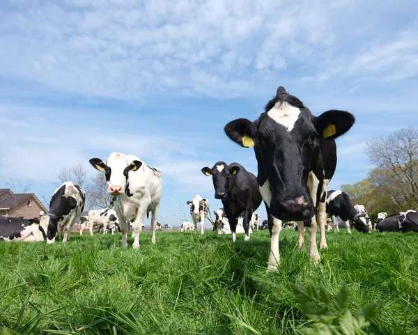 Vacas manchadas de branco e blacjk no prado entre utrecht e gouda na Holanda — Fotografia de Stock