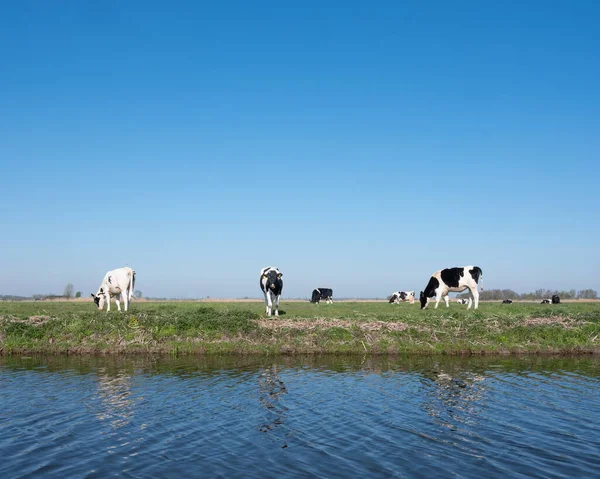 Bezerros holandeses manchados de preto e branco no prado gramado verde sob o céu azul na Holanda — Fotografia de Stock