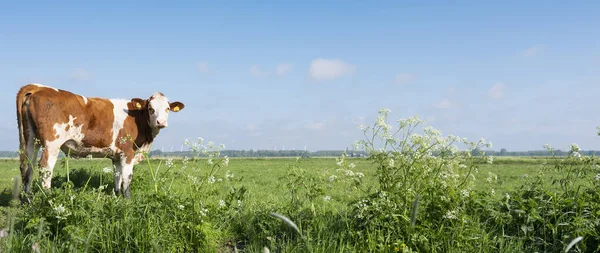 Manchado de vacas rojas y blancas en el prado con flores de primavera — Foto de Stock