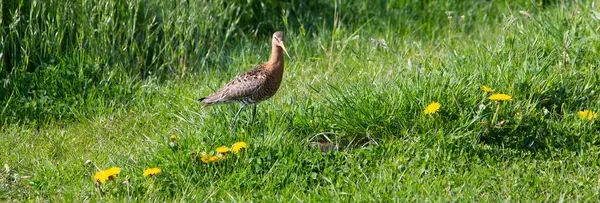 黄色のタンポポのある緑の草の中のグルト鳥 — ストック写真