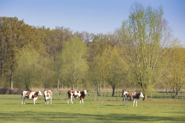 Vacas con manchas marrones en el prado cerca del bosque de primavera en Holanda —  Fotos de Stock