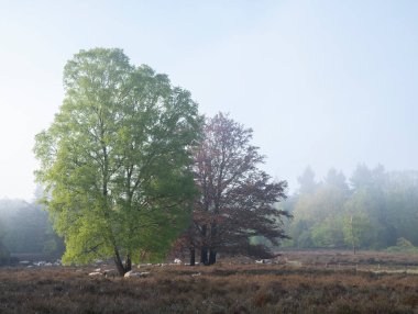 Koyun sürüsü büyük kayın ağaçlarının gölgesinde dinlenir.