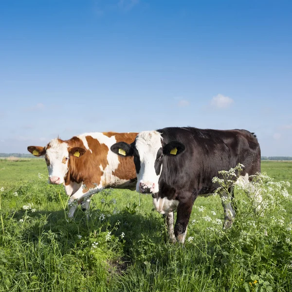 Spotted red and black cows in meadow with spring flowers — Stock Photo, Image