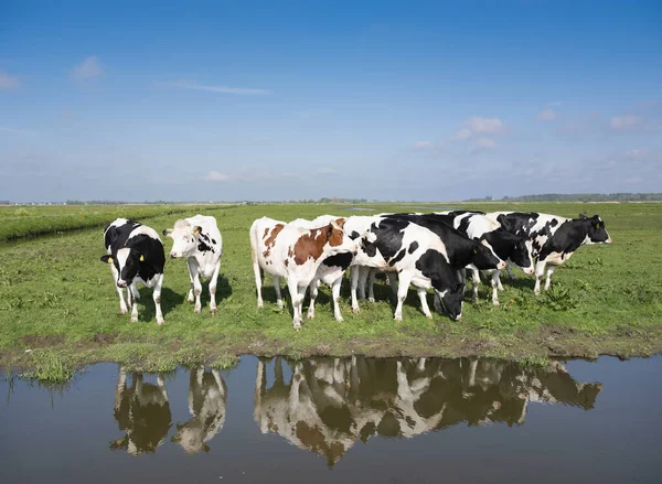 Jonge gespot koeien in nederlandse weide in de buurt van amersfoort in Holland — Stockfoto