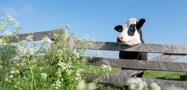 Giovane mucca nera nel prato dietro cancello di legno e fiori primaverili — Foto Stock