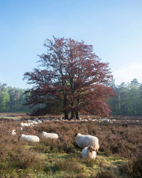 Rebaño de ovejas descansa en la sombra de un gran haya — Foto de Stock