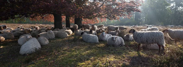 羊の群れは緑と赤の葉の大きなブナの木の影に眠っています — ストック写真
