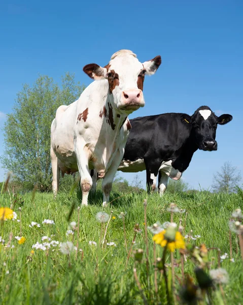 オランダの青い空の下で春の花が咲く牧草地で黒と赤の白の牛を見つけました — ストック写真