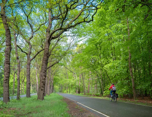 Boy on bicycle rides home from school through spring forest in holland — Stock Photo, Image