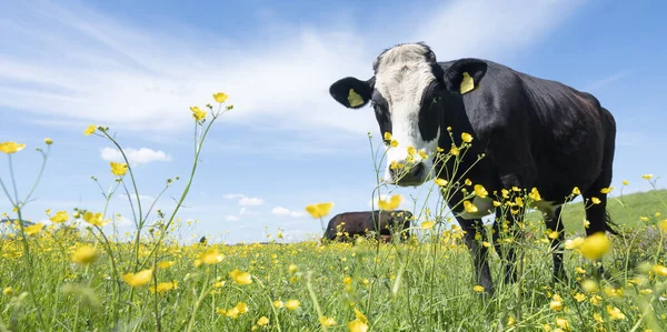 Black White Cows Bulls Dutch Meadow Full Yellow Buttercups Blue — Stock Photo, Image