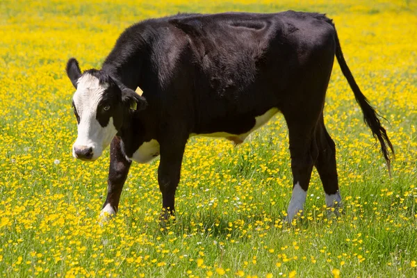 Young Black White Bull Dutch Meadow Full Yellow Buttercups Blue — Stock Photo, Image