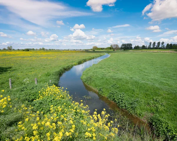 Paisagem Com Flores Amarelas Verão Floodplanes Rhine Rio Perto Utrecht — Fotografia de Stock