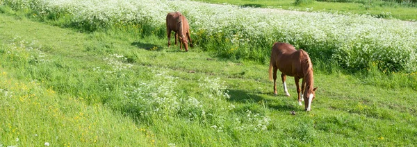 Cavalos Castanhos Pastam Prado Verde Perto Muitas Flores Brancas Amarelas — Fotografia de Stock