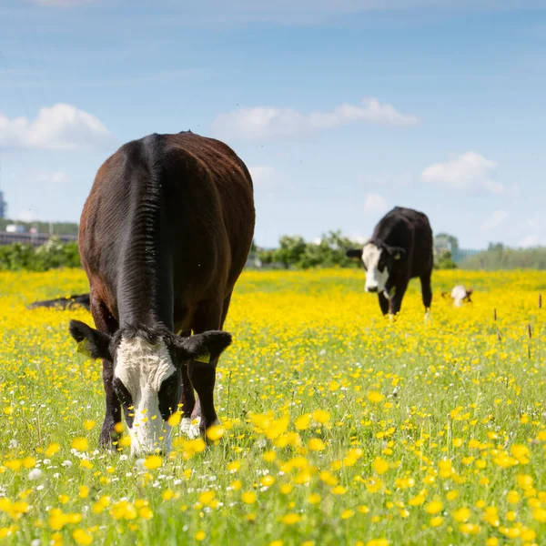 Black and white cows and bulls in meadow full of yellow buttercups under blue sky in the netherlands — Stock Photo, Image