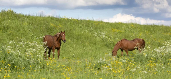 Cavalos castanhos pastam no prado verde perto de muitas flores brancas da primavera — Fotografia de Stock