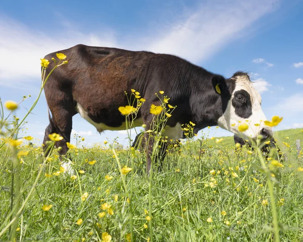 Black and white cows and bulls in meadow full of yellow buttercups under blue sky in the netherlands — Stock Photo, Image