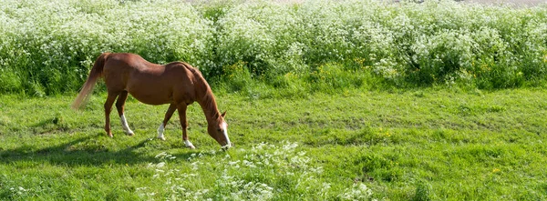 Brown horse grazes in green grassy meadow near many white spring flowers — Stock Photo, Image