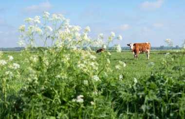 Hollanda 'da mavi gökyüzünün altında bahar çiçekleri olan benekli kırmızı ve beyaz inekler.