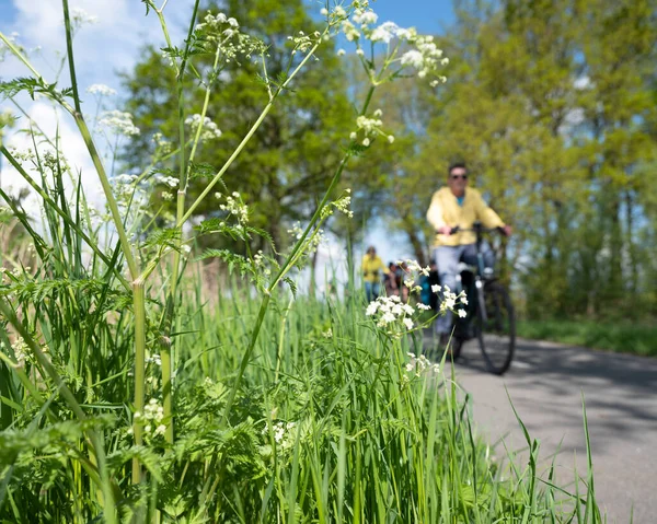 People Ride Bicycle Track Wild Flowers Dutch Spring Utrecht Blu — Stock Photo, Image