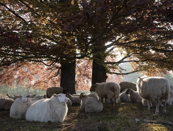 Stado Owiec Spoczywa Cieniu Dużego Buku Zielonymi Czerwonymi Liśćmi — Zdjęcie stockowe