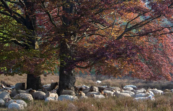 Flock Sheep Rests Shadow Large Beech Tree Green Red Leaves — Stock Photo, Image