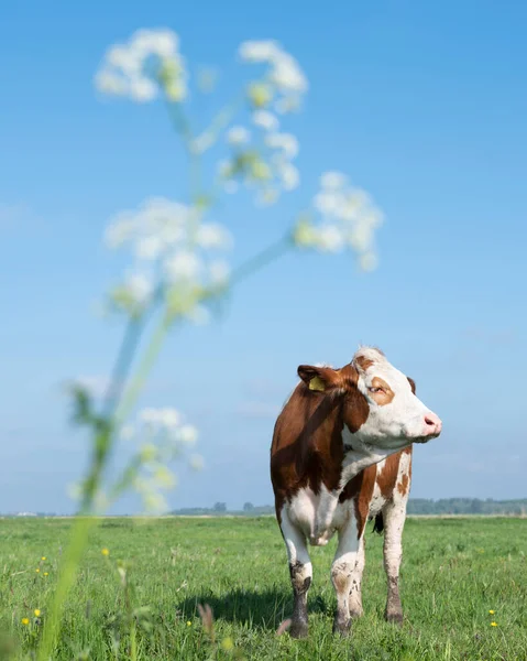 Gefleckte Rot Weiße Kuh Auf Der Wiese Mit Frühlingsblumen Unter — Stockfoto