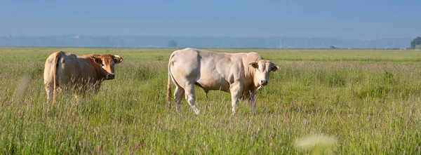 Blonde daquitaine cow and bull in green grassy summer meadow near amersfoort in holland — Stock Photo, Image