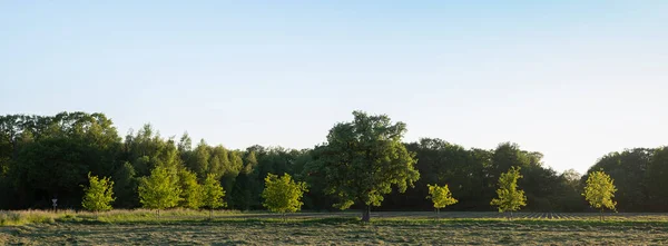 Trees in field near forest in twente between oldenzaal and enschede in the netherlands — Stock Photo, Image