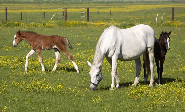 White horse and foal graze in summer meadow with yellow flowers — Stock Photo, Image