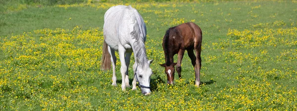 Cavalo branco e potro pastam no prado de verão com flores amarelas — Fotografia de Stock