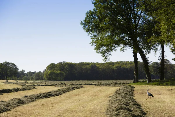 Leylek, Oldenzaal yakınlarındaki yeni biçilmiş çayırlarda yiyecek arıyor ve Hollanda 'da enschede arıyor. — Stok fotoğraf