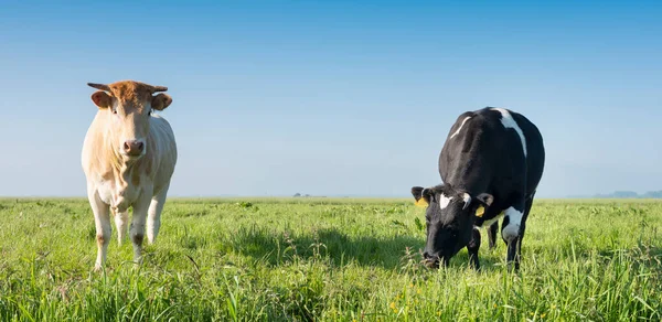 Blonde daquitaine cow and black one in green grassy meadow under blue sky in holland — Stock Photo, Image