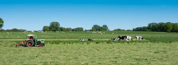 Agricultor corta hierba cerca de vacas manchadas entre oldenzaal y enschede en twente —  Fotos de Stock