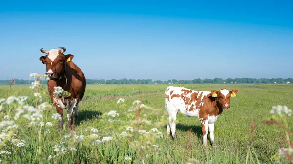Manchado rojo vaca marrón y ternera en el prado bajo el cielo azul —  Fotos de Stock