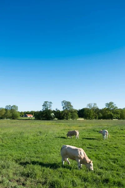 Блондинка корова в сільському ландшафті двадцяти поблизу Енсхеде і Олдензаль в Холланді — стокове фото