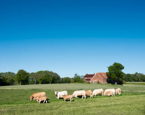 Vacas loira daquitaine na paisagem rural de twente perto enschede e oldenzaal em holland — Fotografia de Stock