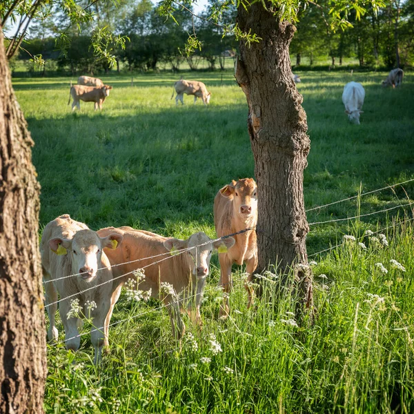 Vitelos e vacas no prado perto de árvores na área holandesa de twente entre enschede e oldenzaal Fotos De Bancos De Imagens