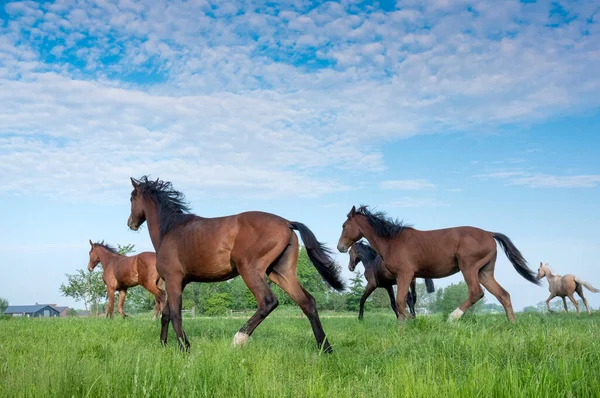 Cinco caballos jóvenes corren en la hierba verde fresca del prado cerca de utrecht en Holanda — Foto de Stock