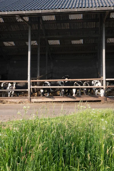 Krávy v napůl otevřené stodole za jarními květy v trávě — Stock fotografie