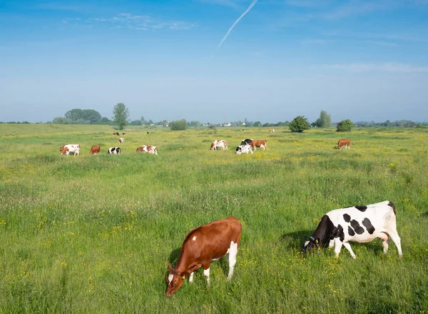 Vacas manchadas no prado da primavera com flores amarelas no centro das terras baixas — Fotografia de Stock