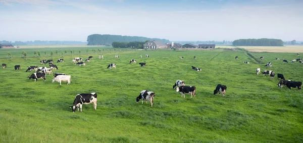 Черно-белые пятнистые коровы на зеленом травянистом лугу под голубым небом видно с высоты дамбы в низинах — стоковое фото