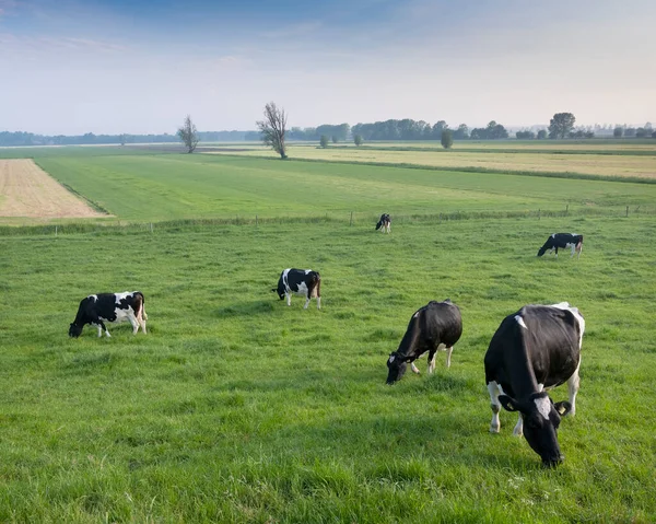 Vaches tachetées noires et blanches dans un pré herbeux vert sous le ciel bleu vu de la hauteur de la digue aux Pays-Bas — Photo