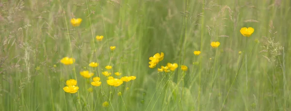 Buttercups jaunes sur vert dans fantaisie rêveuse motif abstrait — Photo