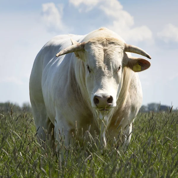 Toro de cuernos blancos en la hierba larga del prado en verano — Foto de Stock