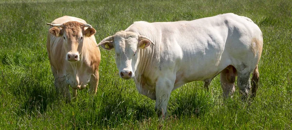 Toro blanco y vaca de color marrón claro en la hierba larga del prado de verano en los Países Bajos — Foto de Stock