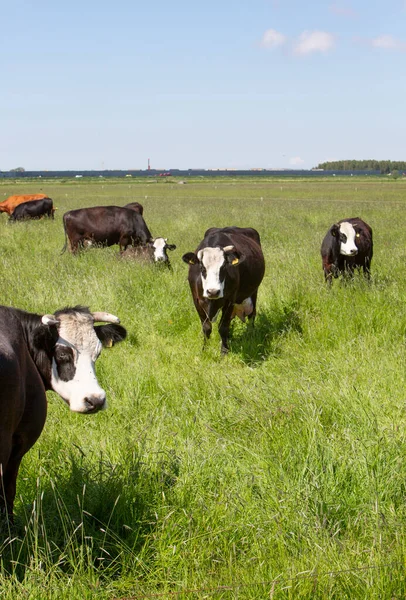 Vacas blaarkop pretas no prado com grama longa nas terras baixas — Fotografia de Stock