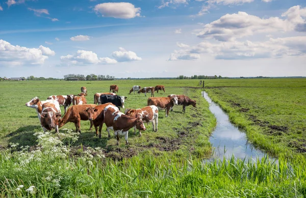 Zauważone czerwone krowy i byki na zielonej trawiastej łące w pobliżu amersfoort w Holland — Zdjęcie stockowe