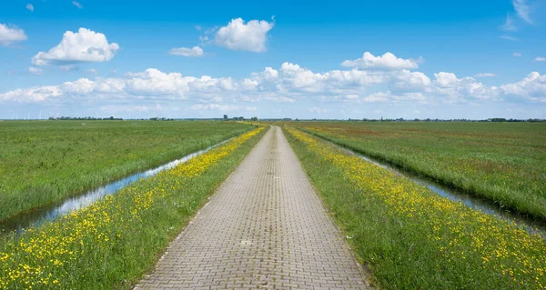 Camino de campo de ladrillo con flores amarillas silvestres bajo el cielo azul en Holanda —  Fotos de Stock