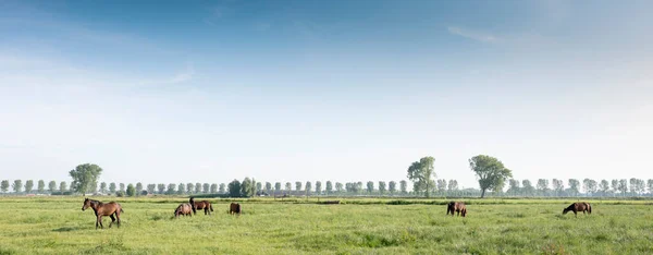 Caballos en prado verde cerca de nijmegen en los Países Bajos bajo cielo azul en verano —  Fotos de Stock