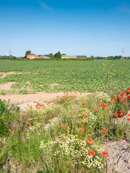 Åkrar och blommande vallmoblommor i sommarlandskapet mellan arnhem och nijmegen i nederländerna — Stockfoto
